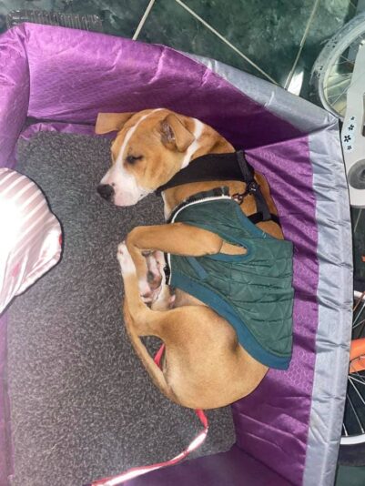 208259255_553410859153101_2539888334697993036_n