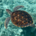 Profile photo of lisa.dang7304