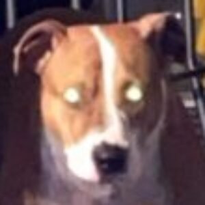 Profile photo of Crystal Dang